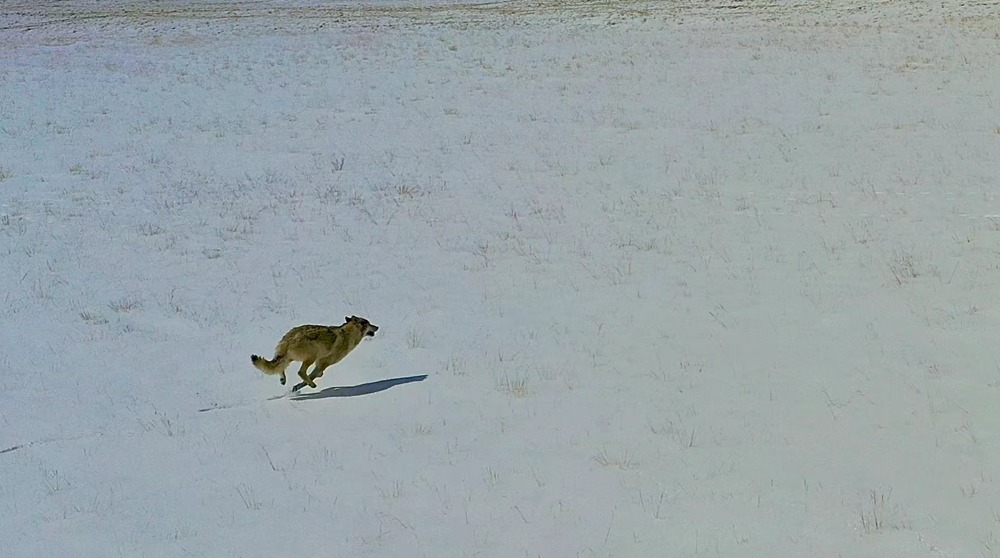 雪地里疾馳的阿里“狼”。
