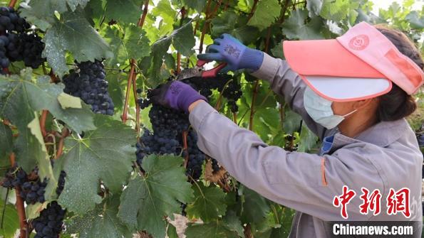 圖為當?shù)卮迕癫烧咸选！∩侥仙Ｈ湛h委宣傳部提供