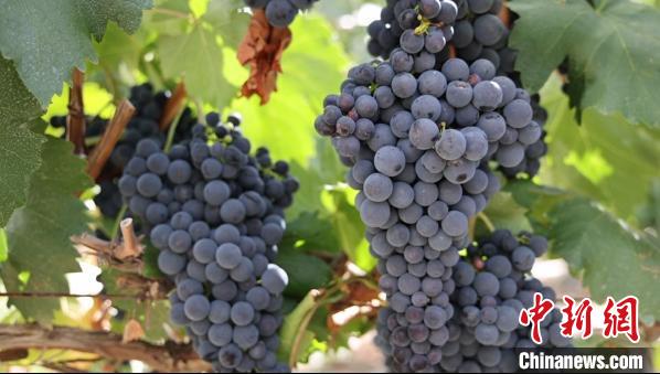 圖為桑日縣種植的葡萄?！∩侥仙Ｈ湛h委宣傳部提供
