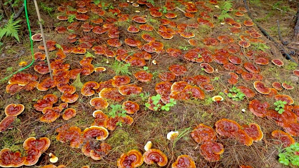 靈芝長勢喜人。