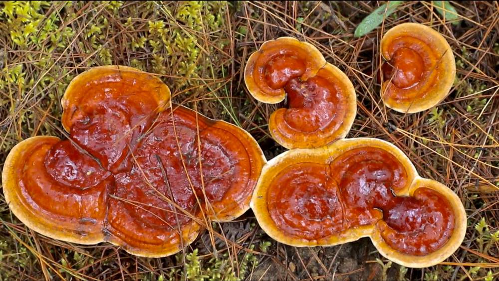 破土而出的靈芝宛如一把把撐開的“小雨傘”。