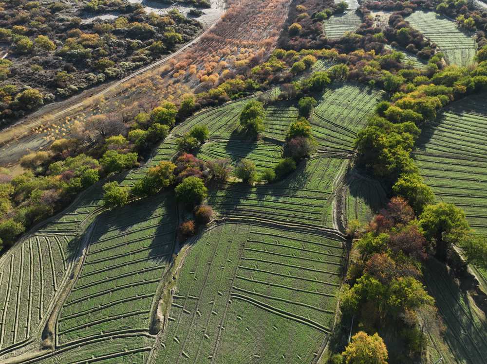 雅魯藏布江畔的高原梯田。