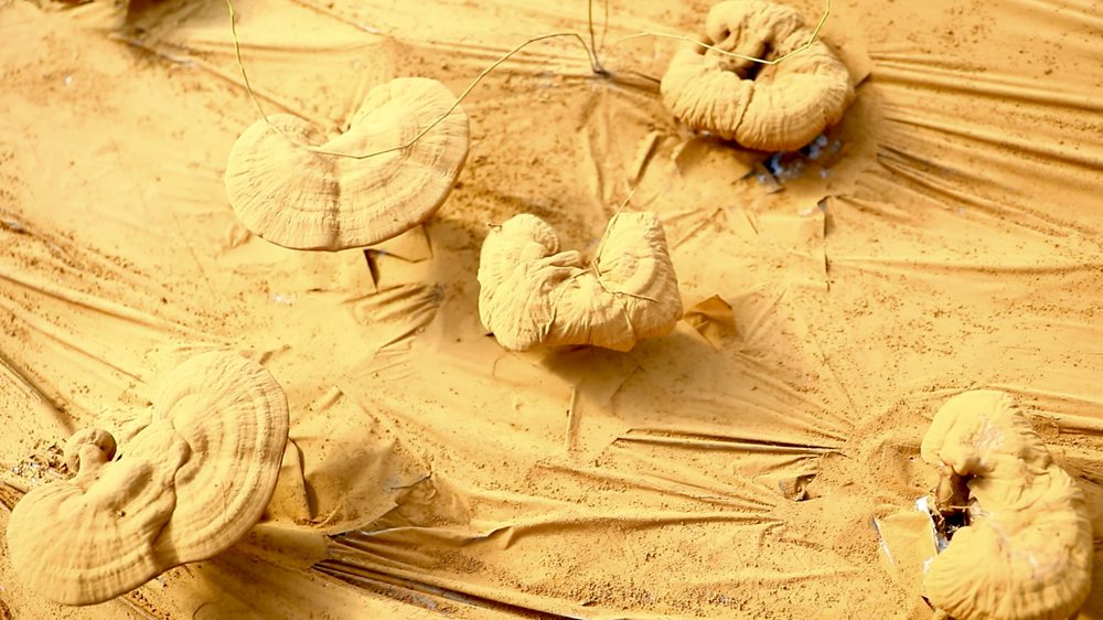 靈芝基地內(nèi)孢子粉布滿塑料膜。