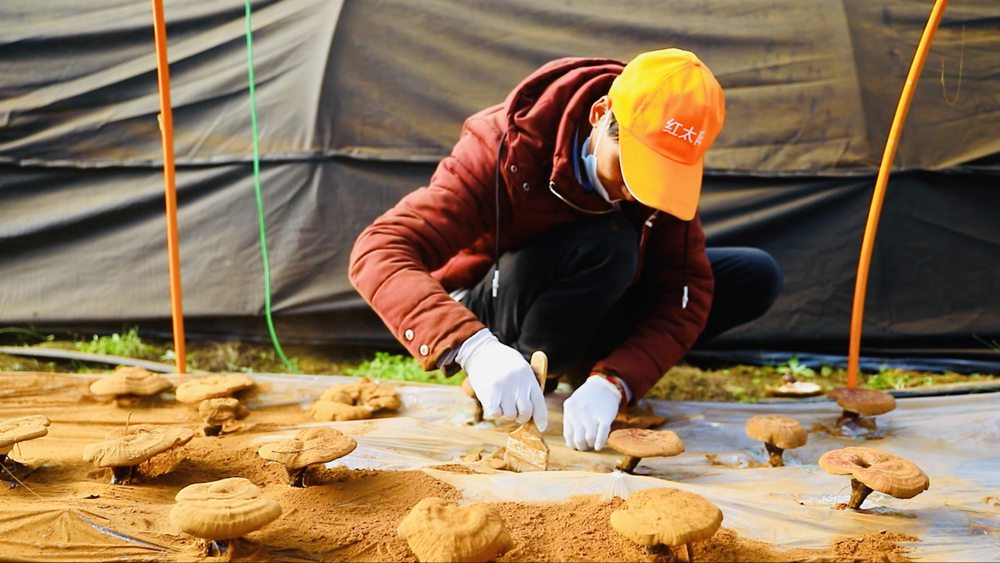 采收靈芝孢子粉。