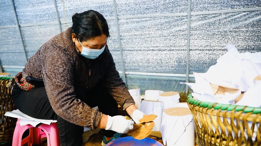 采收靈芝孢子粉。