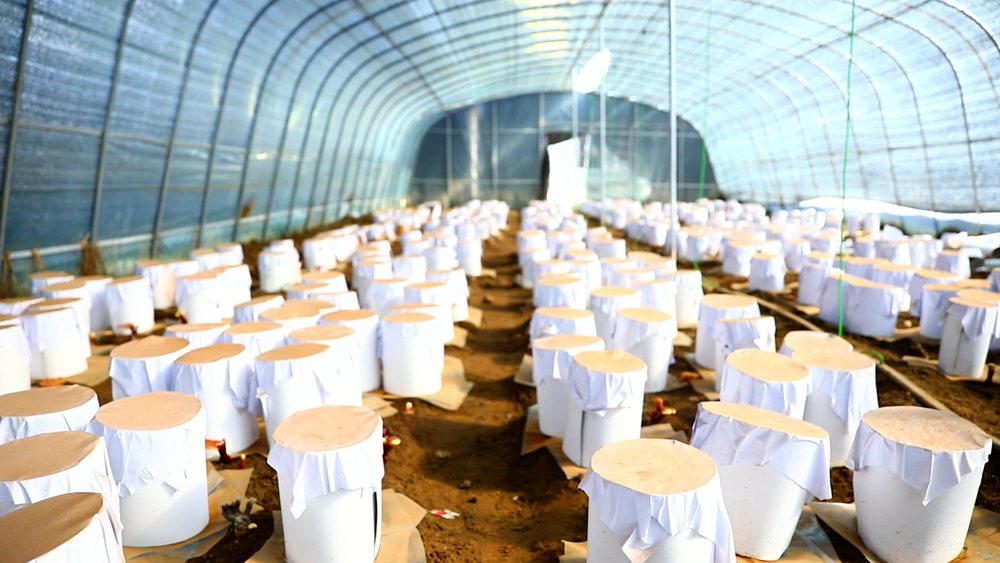 靈芝套袋。