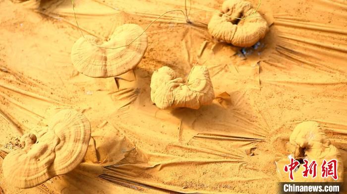 圖為靈芝基地內(nèi)孢子粉布滿塑料膜。　德吉 攝