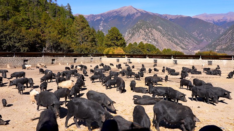 養(yǎng)殖基地里的藏香豬。