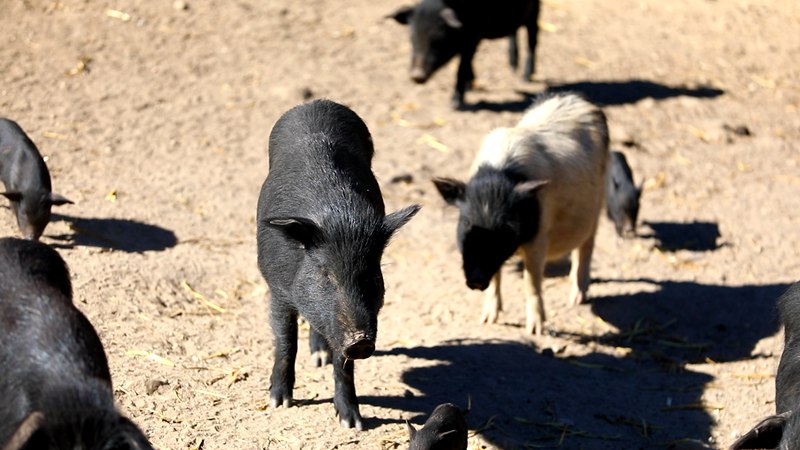 藏香豬在覓食。
