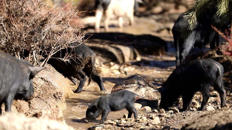藏香豬在喝水。