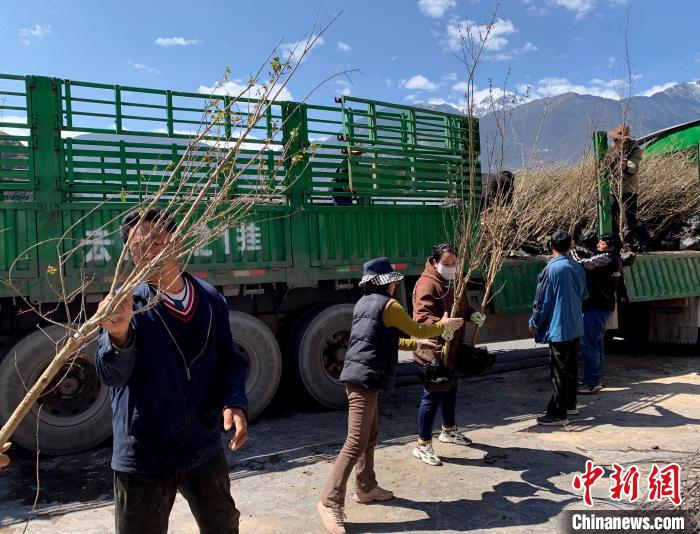 民眾搬運(yùn)苗木?！〔际忻⒖悼h委宣傳部供圖