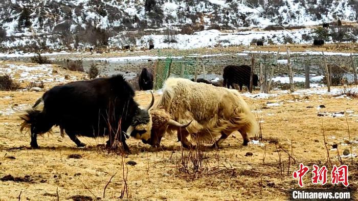圖為角木那村生態(tài)散養(yǎng)的牦牛正在嬉戲。　巴桑曲扎 　攝