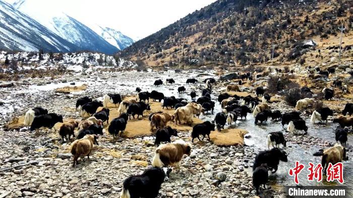 圖為角木那村生態(tài)散養(yǎng)的牦牛正在覓食?！『槿艉?攝