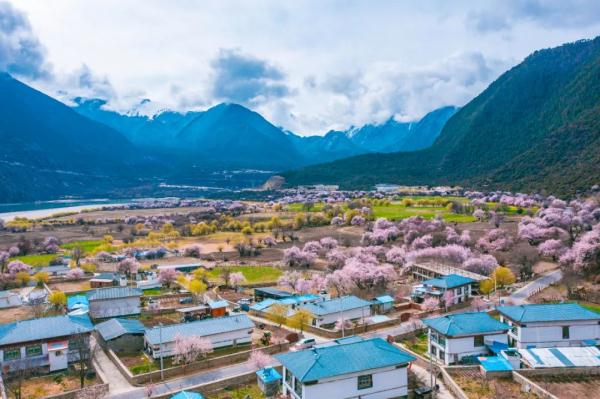 人間桃花源！林芝桃花有多絕？
