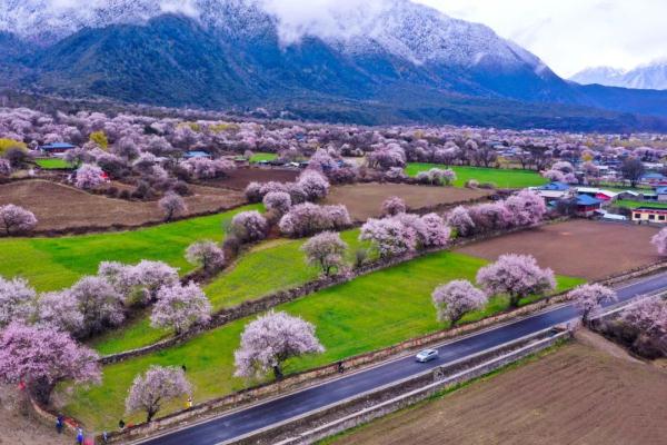 人間桃花源！林芝桃花有多絕？