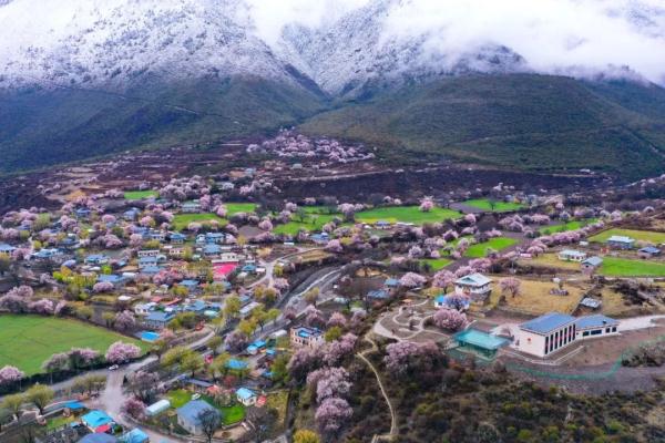 人間桃花源！林芝桃花有多絕？