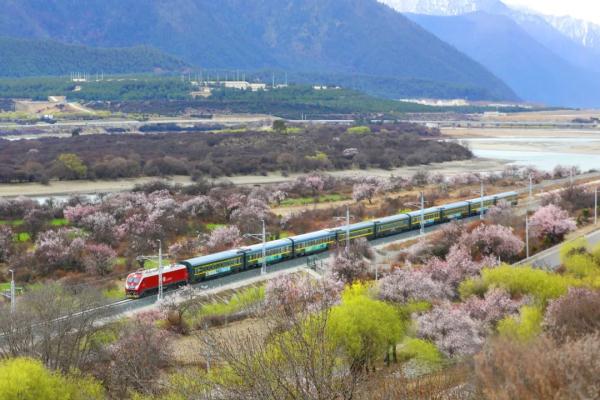 人間桃花源！林芝桃花有多絕？