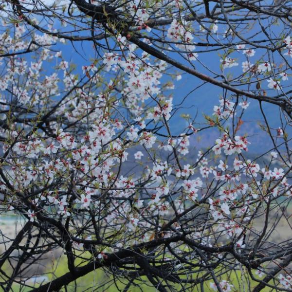 人間桃花源！林芝桃花有多絕？