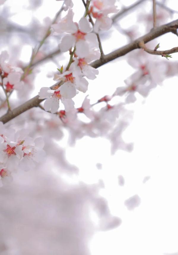 人間桃花源！林芝桃花有多絕？