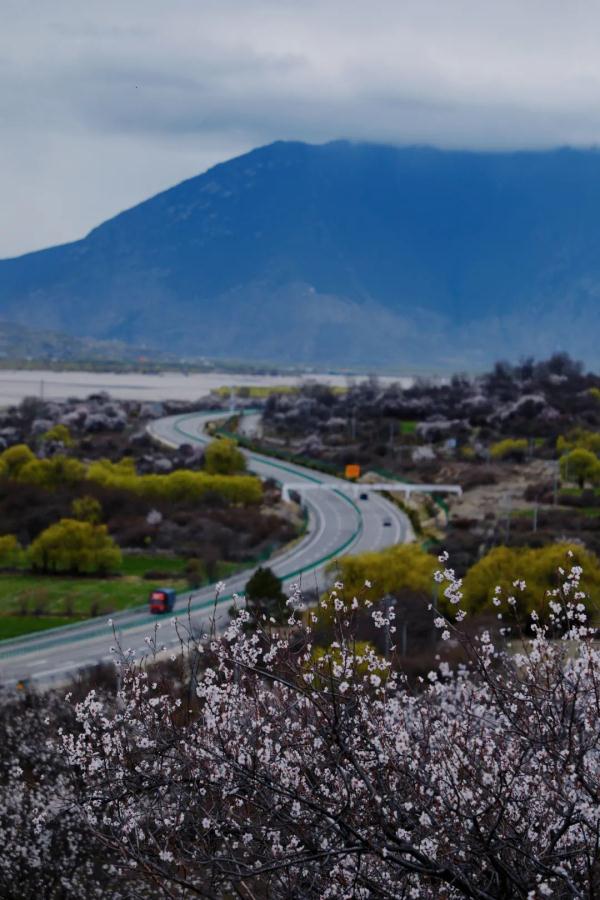 人間桃花源！林芝桃花有多絕？