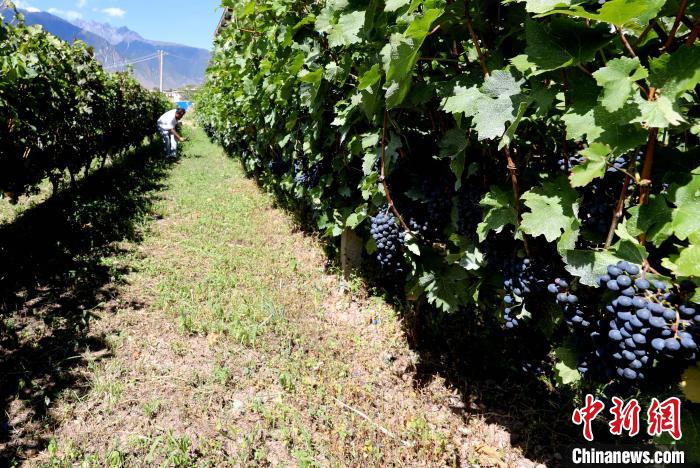 昌都芒康縣依托“兩江流域”干熱河谷地帶地理優(yōu)勢(shì)將康巴蜜橘、蘋果、甜石榴、葡萄、蜜桃等經(jīng)濟(jì)林木種植。　昌都市芒康縣委宣傳部供圖