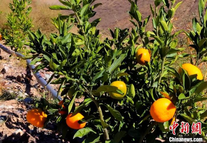 昌都芒康縣依托“兩江流域”干熱河谷地帶地理優(yōu)勢(shì)將康巴蜜橘、蘋果、甜石榴、葡萄、蜜桃等經(jīng)濟(jì)林木種植?！〔际忻⒖悼h委宣傳部供圖