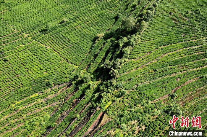 圖為西藏林芝市墨脫縣果果塘大拐彎附近的茶田。(無人機照片) 李林 攝
