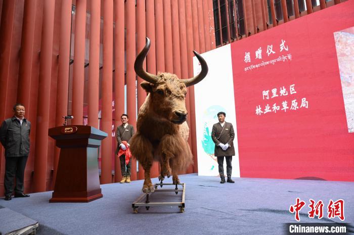 圖為阿里地區(qū)林草局捐贈(zèng)的金絲野牦牛標(biāo)本?！≮w朗 攝