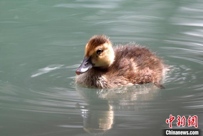 圖為6月22日，棲息在拉魯濕地的白眼潛鴨。　李林 攝