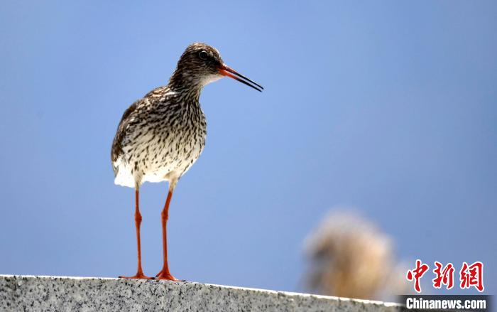 圖為6月22日，棲息在拉魯濕地的紅腳鷸?！±盍?攝