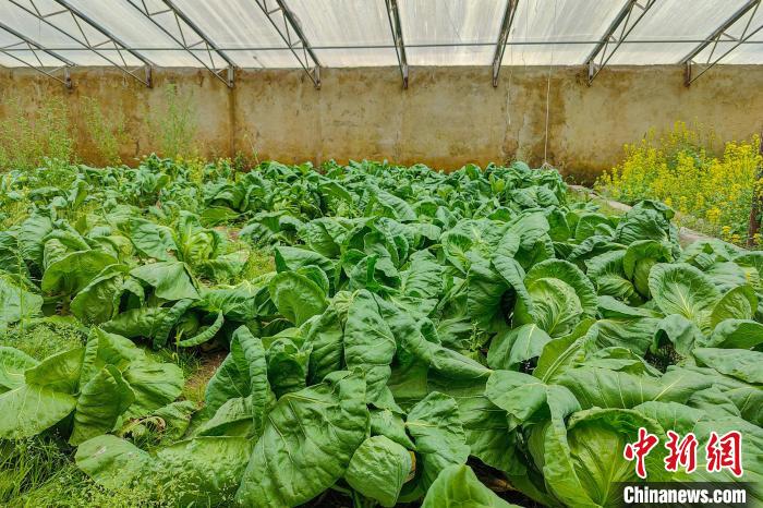 公珠湖執(zhí)勤點(diǎn)的大棚蔬菜，種菜是該執(zhí)勤點(diǎn)輪換民警們的日常。　龍小鳳 攝