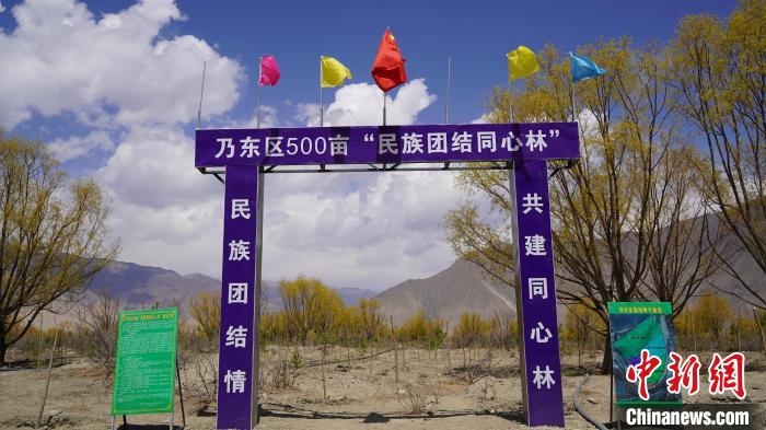 圖為“民族團(tuán)結(jié)同心林”項(xiàng)目。　乃東融媒供圖