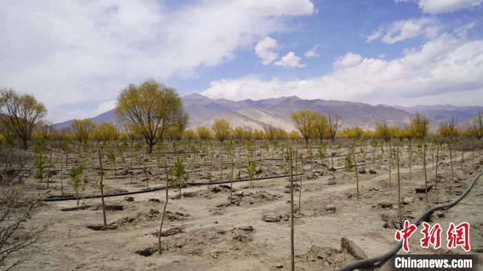 圖為位于乃東區(qū)雅魯藏布江河畔的“民族團(tuán)結(jié)同心林”已初具雛形?！∧藮|融媒供圖