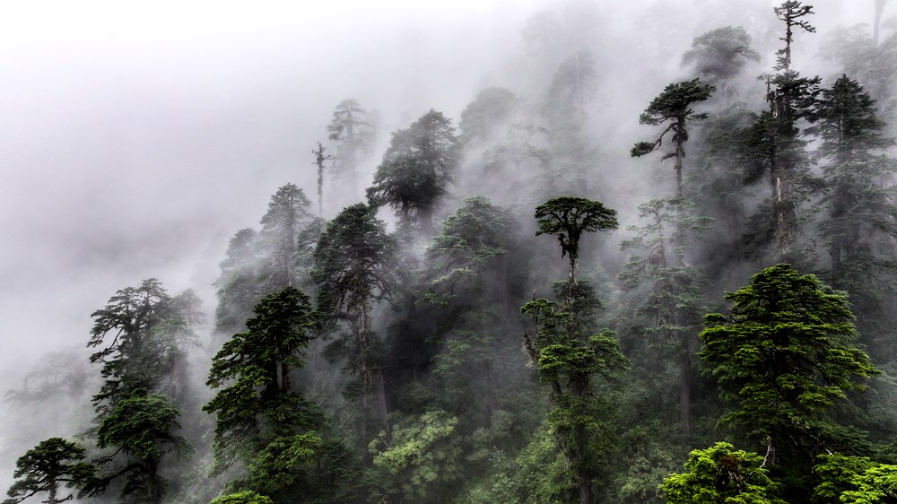 水霧蒸騰，滿目皆綠。張澤坤攝