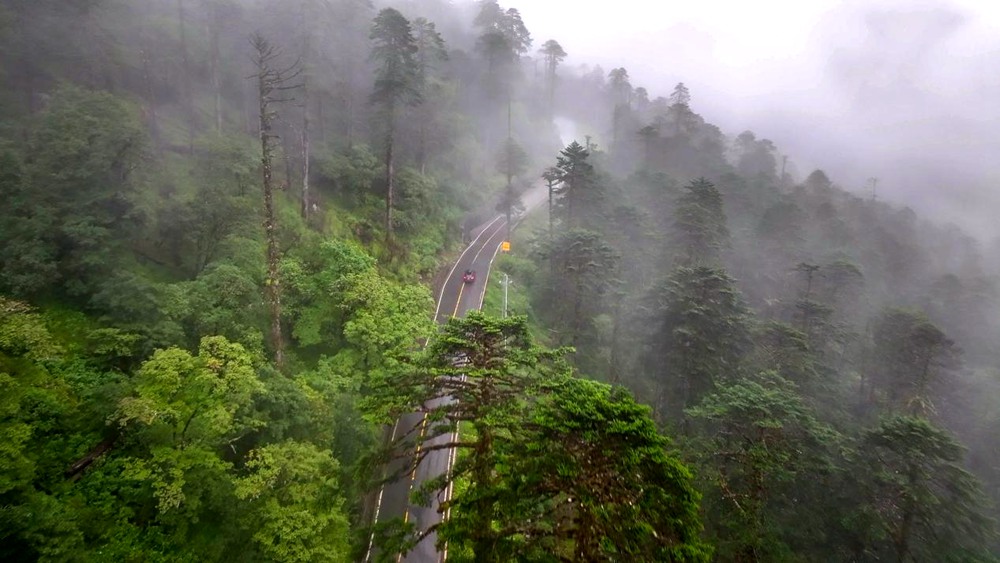 穿行于綠色間。張澤坤攝