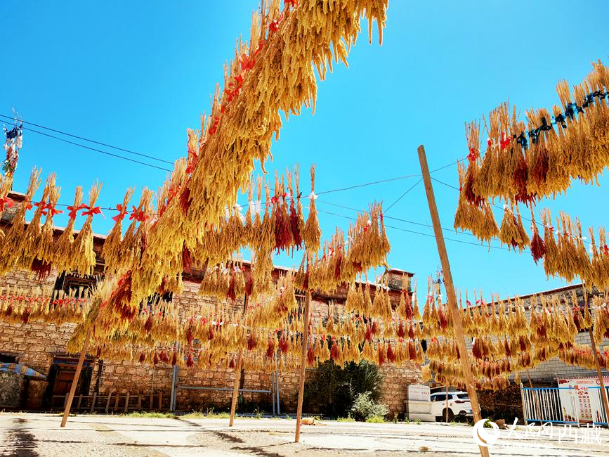 村子廣場(chǎng)上曬滿了糧食。 人民網(wǎng) 李海霞攝