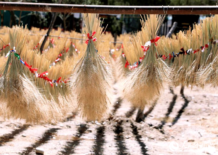 整個(gè)村莊沉浸在收獲的喜悅中。人民網(wǎng) 李海霞攝