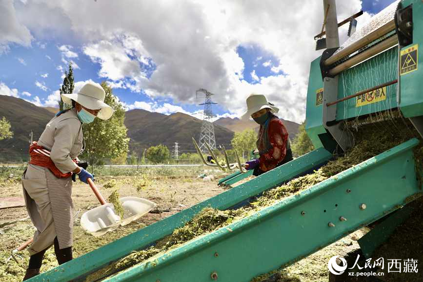曲水茶巴拉村民正在包裝青飼玉米。人民網(wǎng)記者 次仁羅布攝
