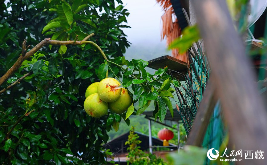 墨脫縣德興鄉(xiāng)德興村庭院果樹飄香。