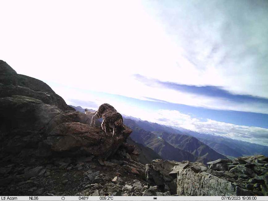雪豹影像。山水自然保護中心供圖