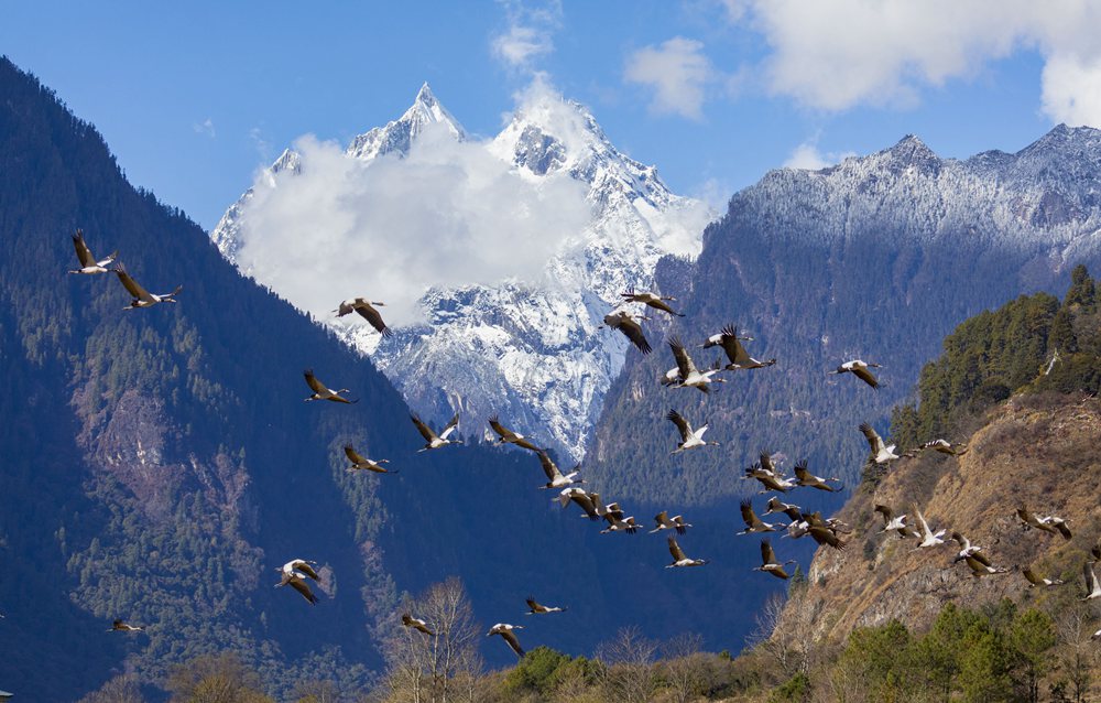 黑頸鶴蹁躚起舞美如畫。索多攝
