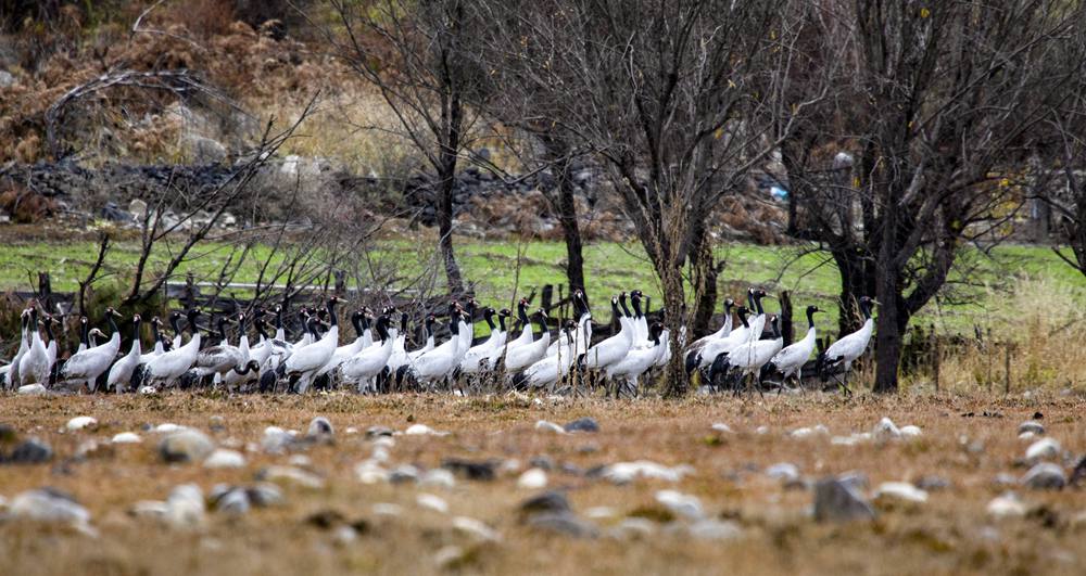 黑頸鶴在濕地上閑庭信步。索多攝