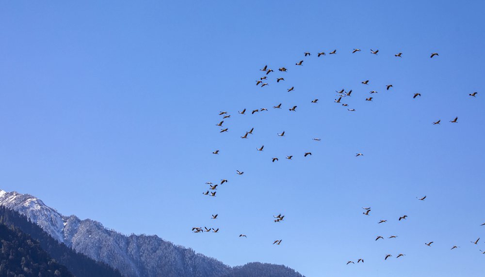 黑頸鶴在天空中自由翱翔。索多攝