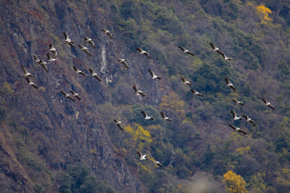 黑頸鶴蹁躚起舞美如畫。索多攝