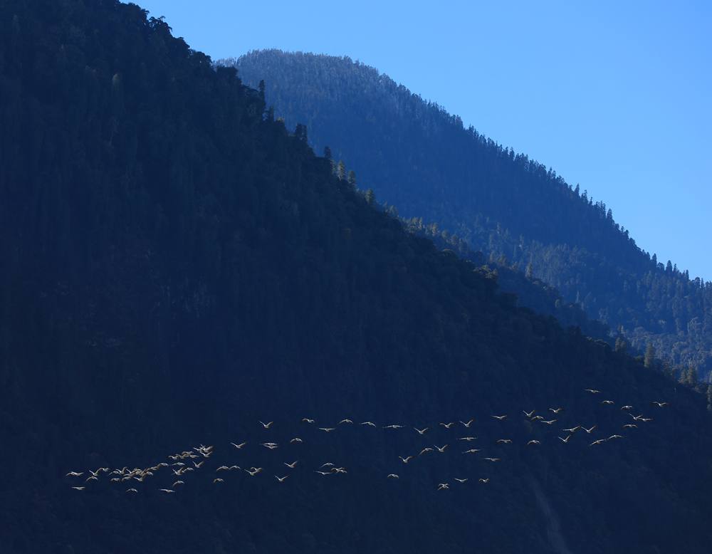 黑頸鶴在天空中自由翱翔。益西旦增攝
