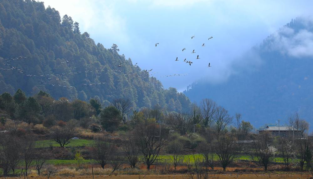成群的黑頸鶴為冬日高原增添生機(jī)。益西旦增攝