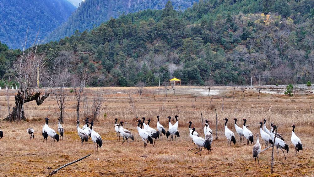 在濕地上閑庭信步的黑頸鶴。張寧攝