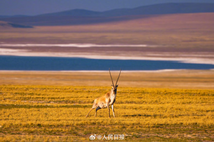 可愛壁紙上新！藏羚羊就是高原上的精靈吧