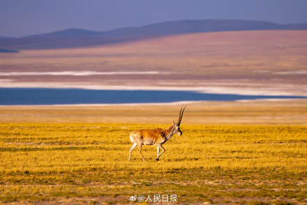 可愛壁紙上新！藏羚羊就是高原上的精靈吧