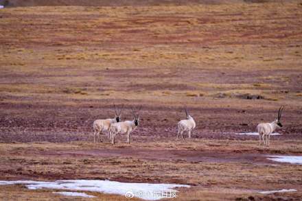 可愛壁紙上新！藏羚羊就是高原上的精靈吧